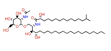 Halicylindroside B1